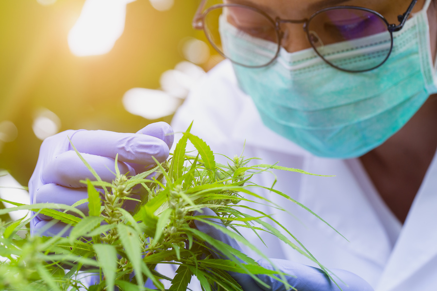 Why Product Lab Tests Are Absolutely Necessary for the Cannabis Industry