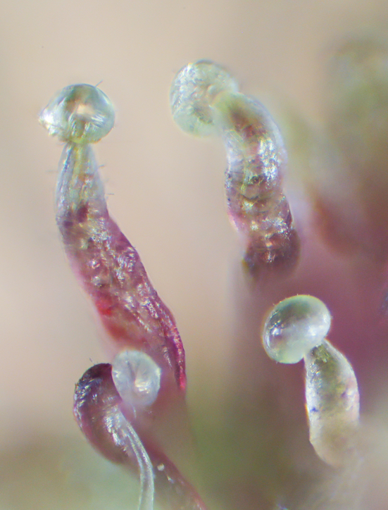 Trichome microscope hack for crystal clear pics with 100
