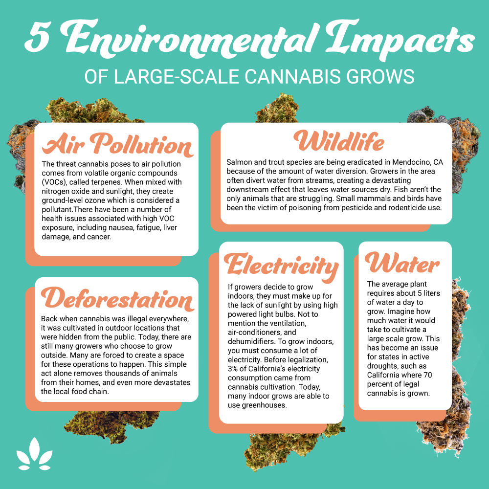 How Large Cannabis Grows Impact The Environment