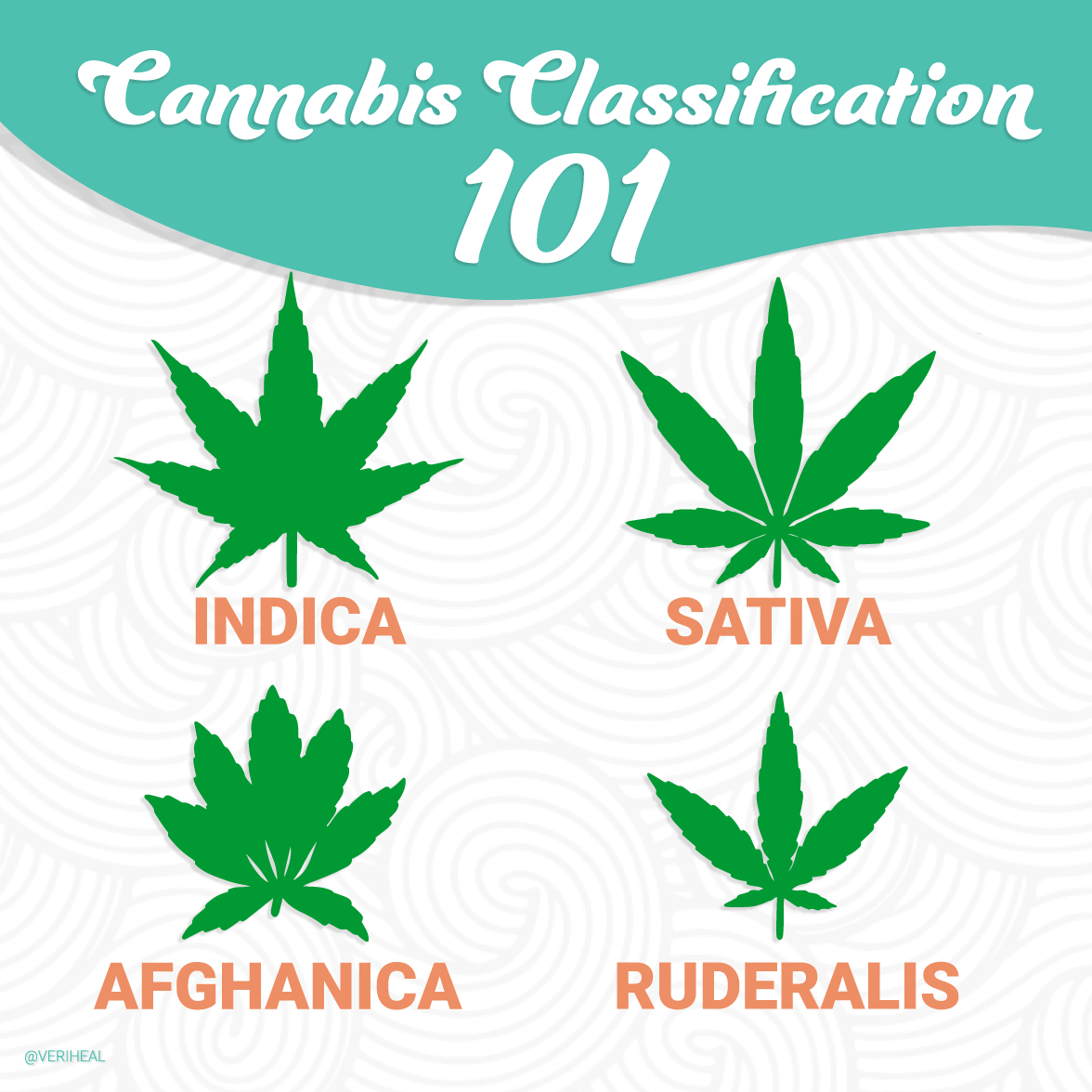 A Beginner's Guide To Breeding Quality Cannabis Strains