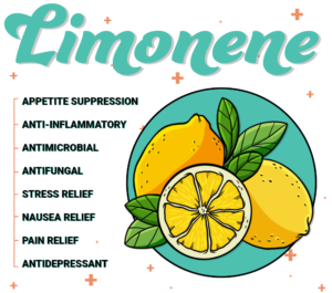 Terpene Spotlight: Enjoying The Many Benefits Of Limonene