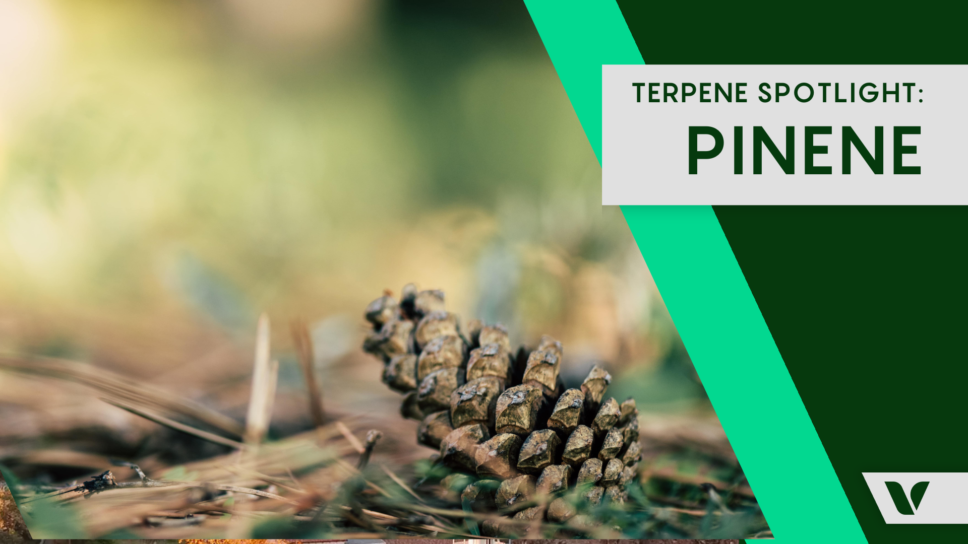 Terpene Spotlight: Discovering the Benefits of Pinene