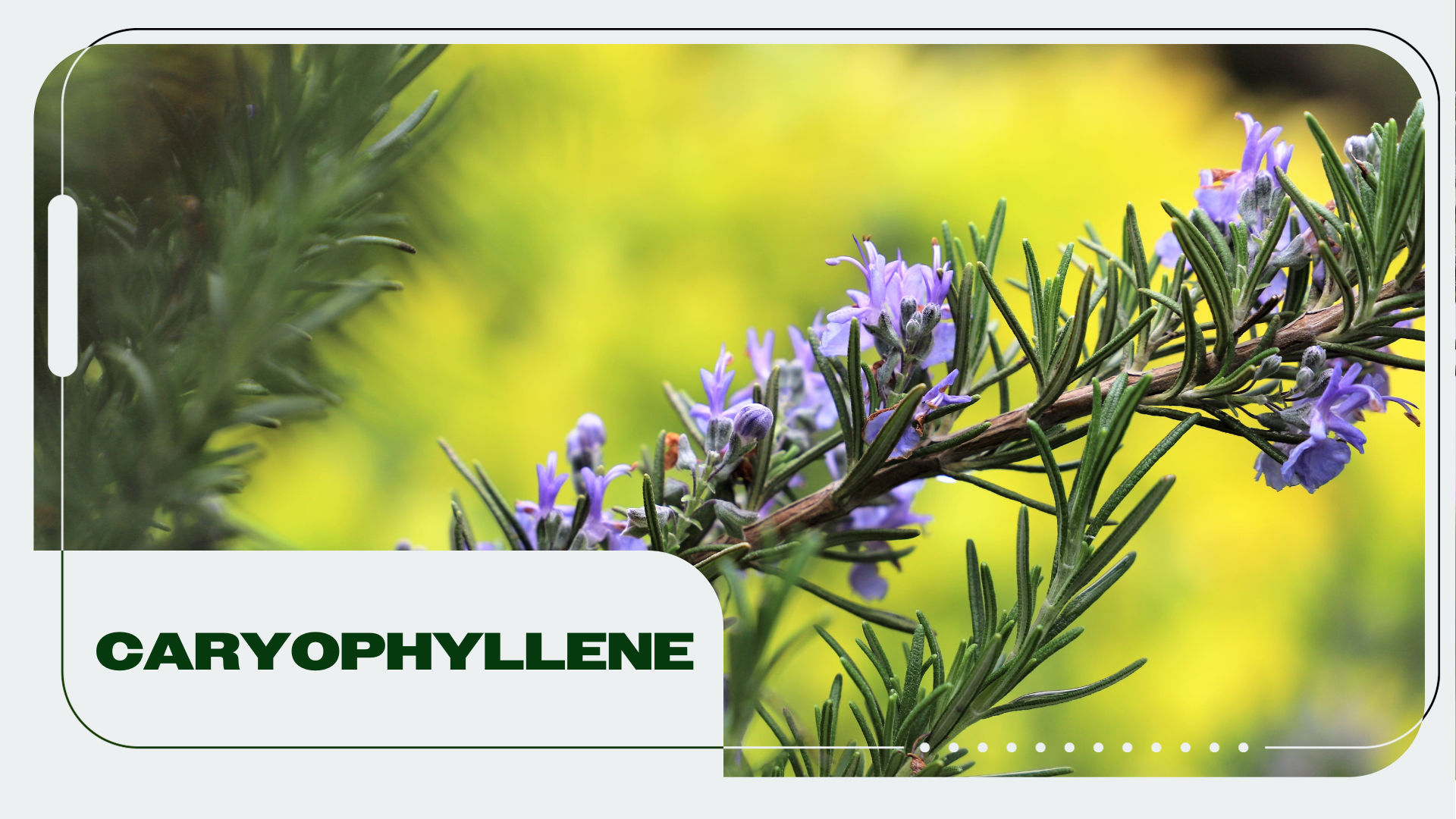 Terpene Spotlight: Using the Benefits of Caryophyllene