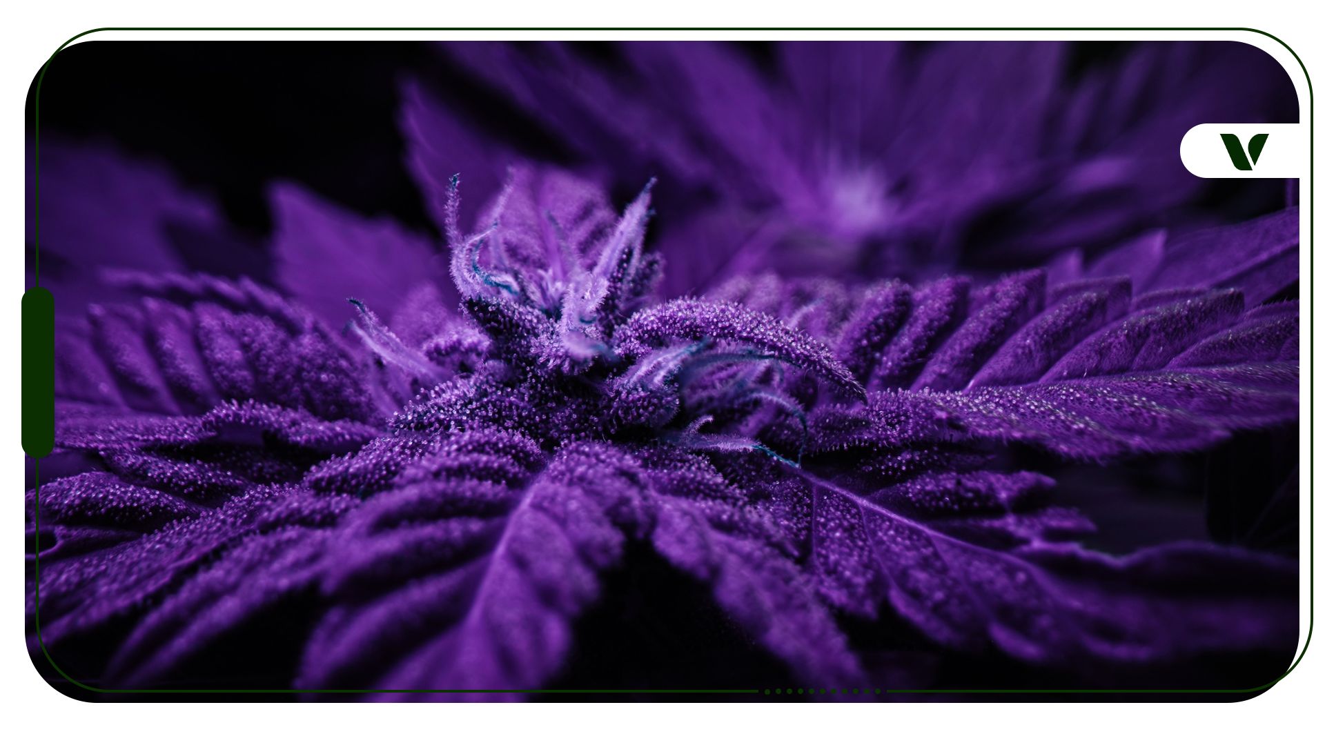 Why Do Some Cannabis Plants Turn Purple?