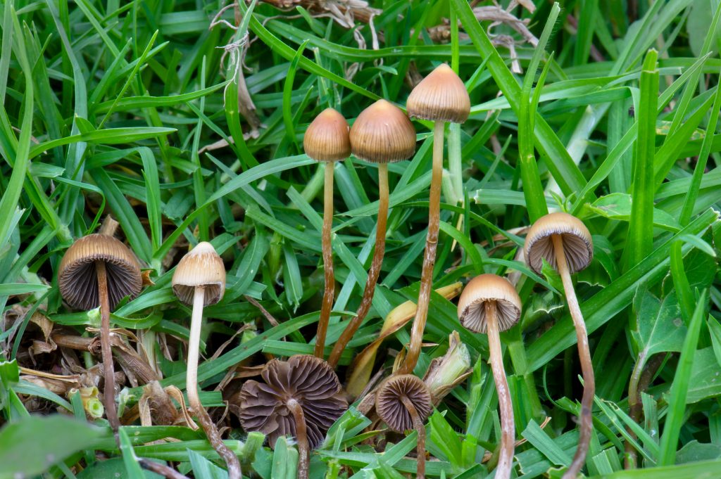 Discover the Many Types of Psilocybin Magic Mushrooms