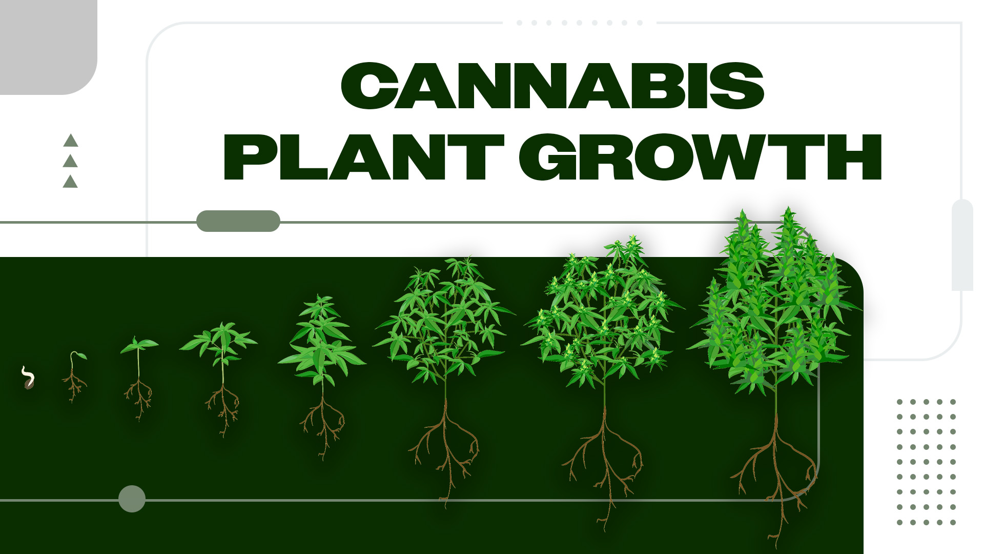 Stages of Cannabis Plant Growth