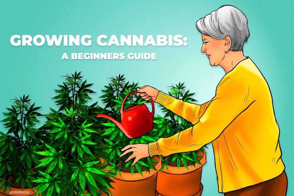 https://www.veriheal.com/blog/wp-content/uploads/2021/07/Everything-You-Need-to-Know-About-Growing-Cannabis-A-Beginners-Guide-1024x683.jpg