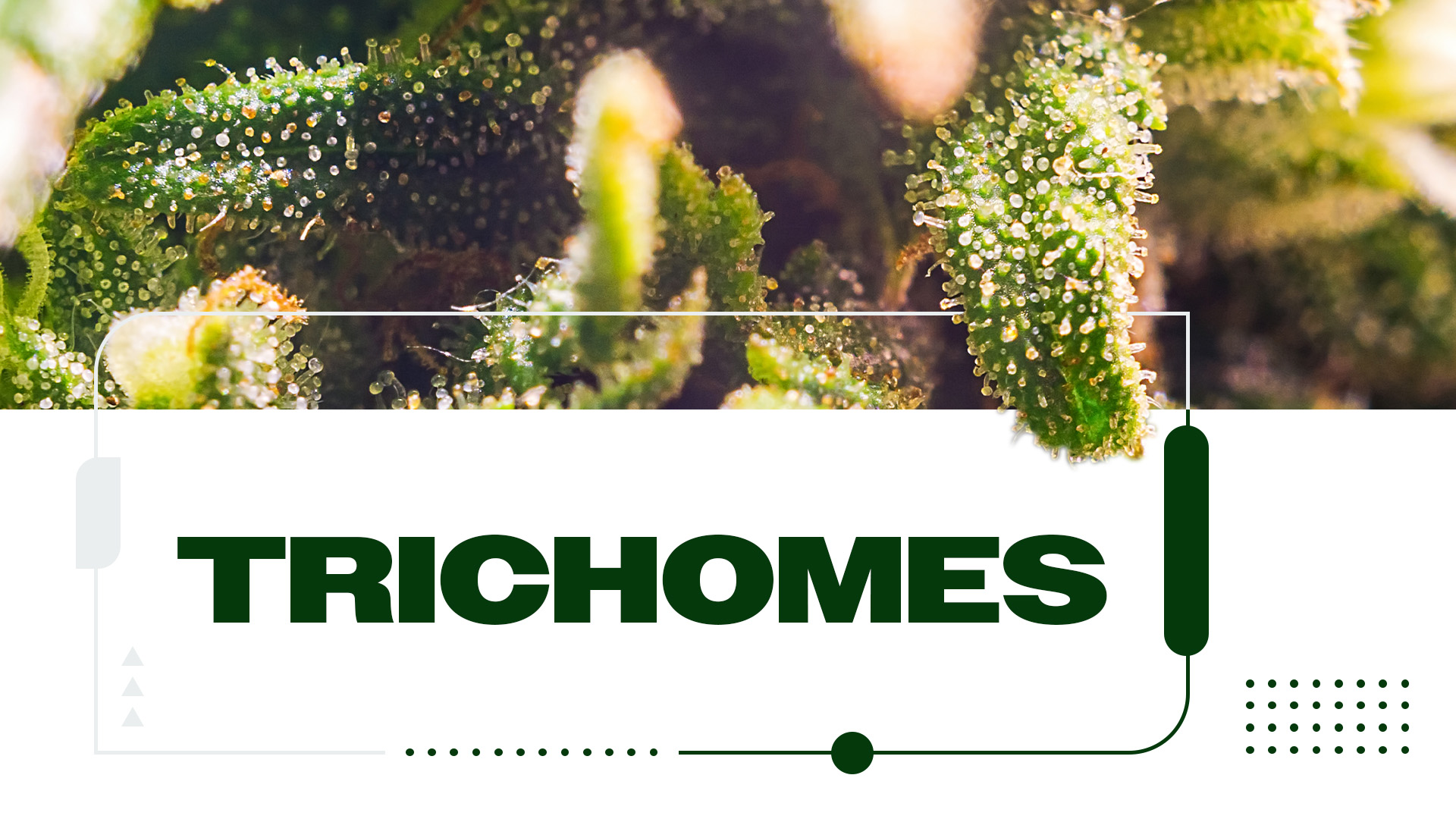 Understanding Cannabis Trichomes: The Key To Potency and Flavor