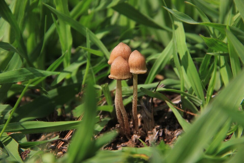 Types of Magic Mushrooms: A Comprehensive Guide