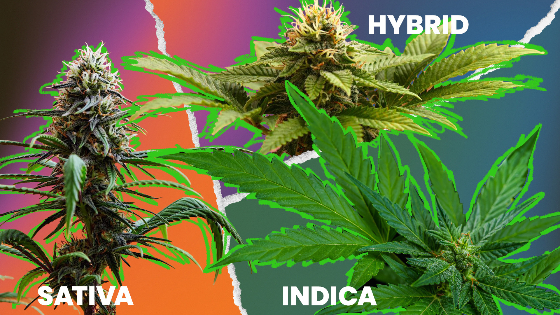 Understanding Indica Vs. Sativa Vs. Hybrid Cannabis Strains