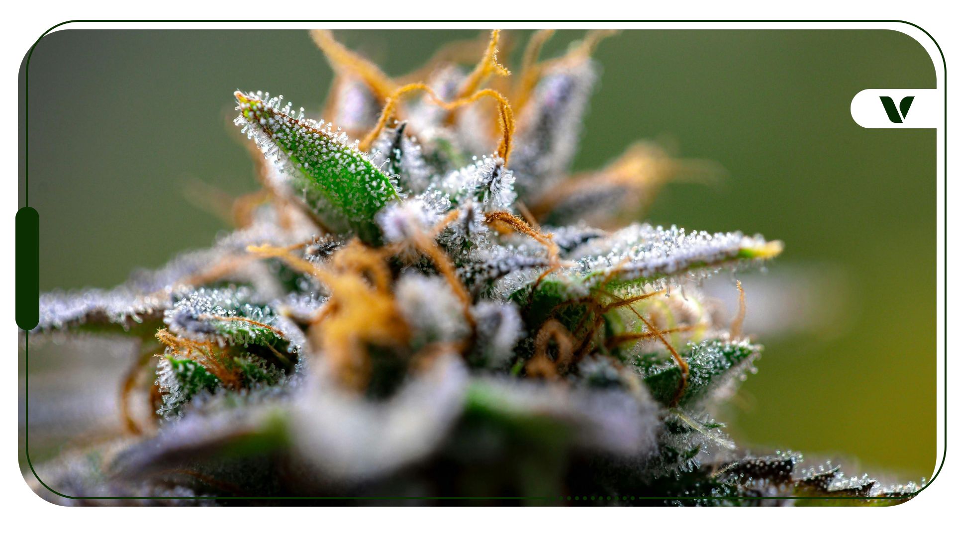 Cannabis Trichomes: The Key to Potency and Quality