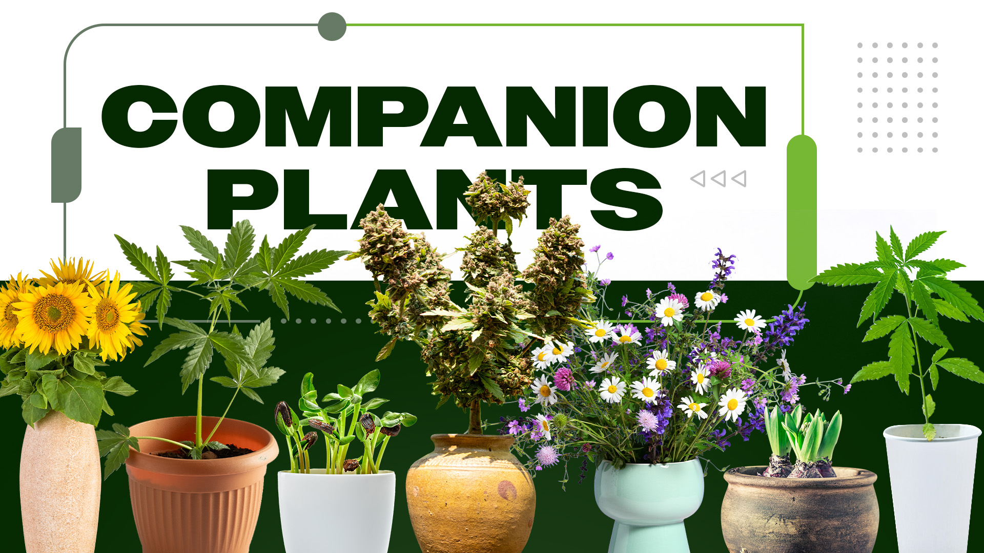Best Companion Plants for Cannabis Gardens