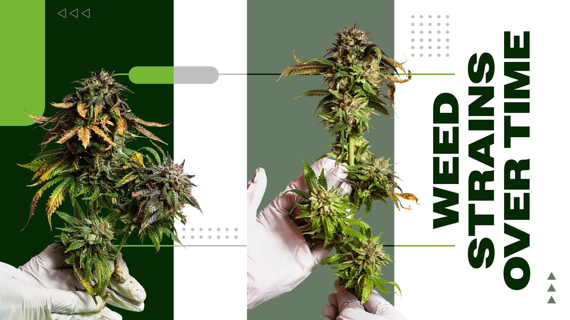 How Do Weed Strains Change Over Time? Examining Phenotypes