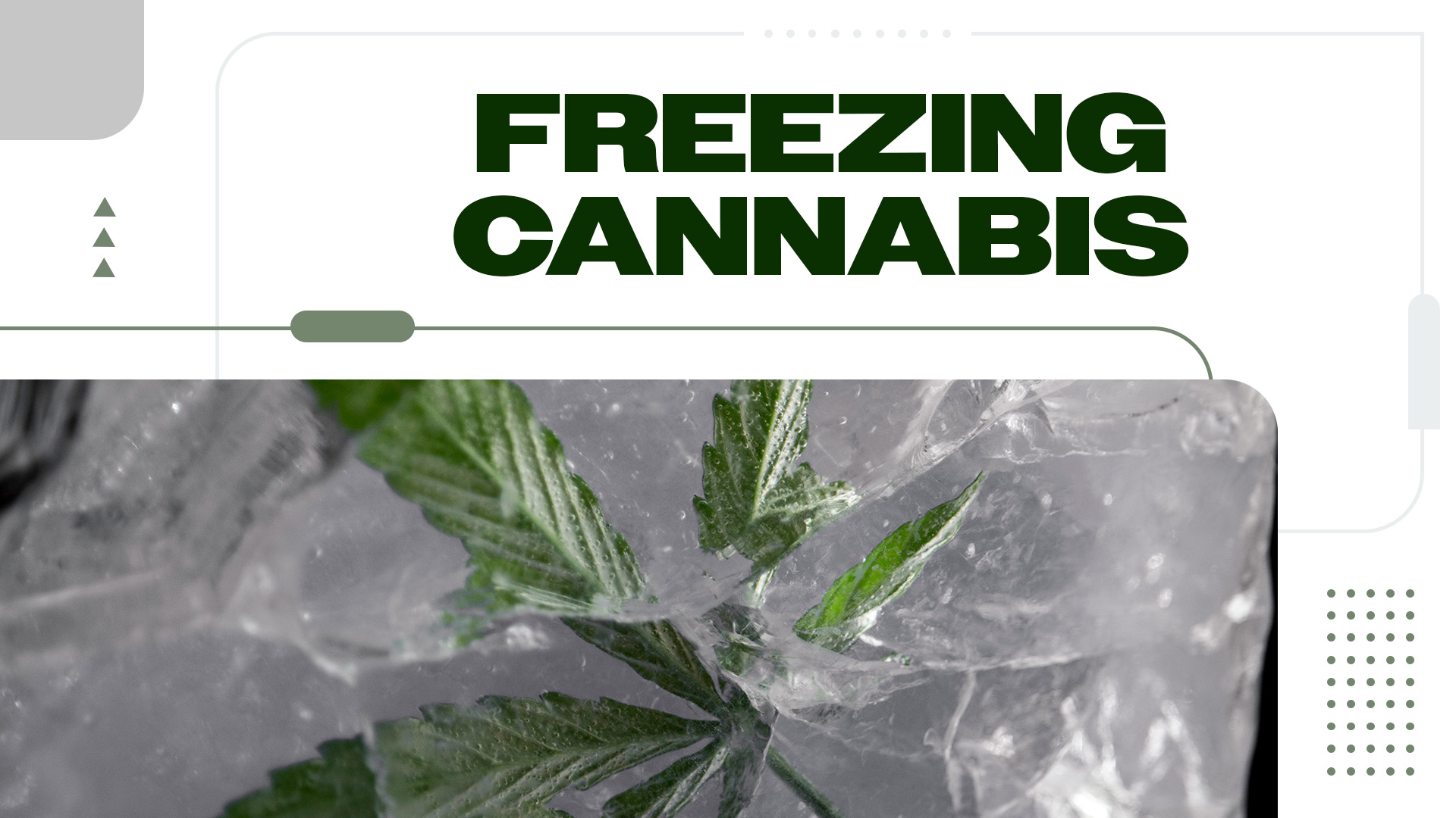 Can You Freeze Weed?