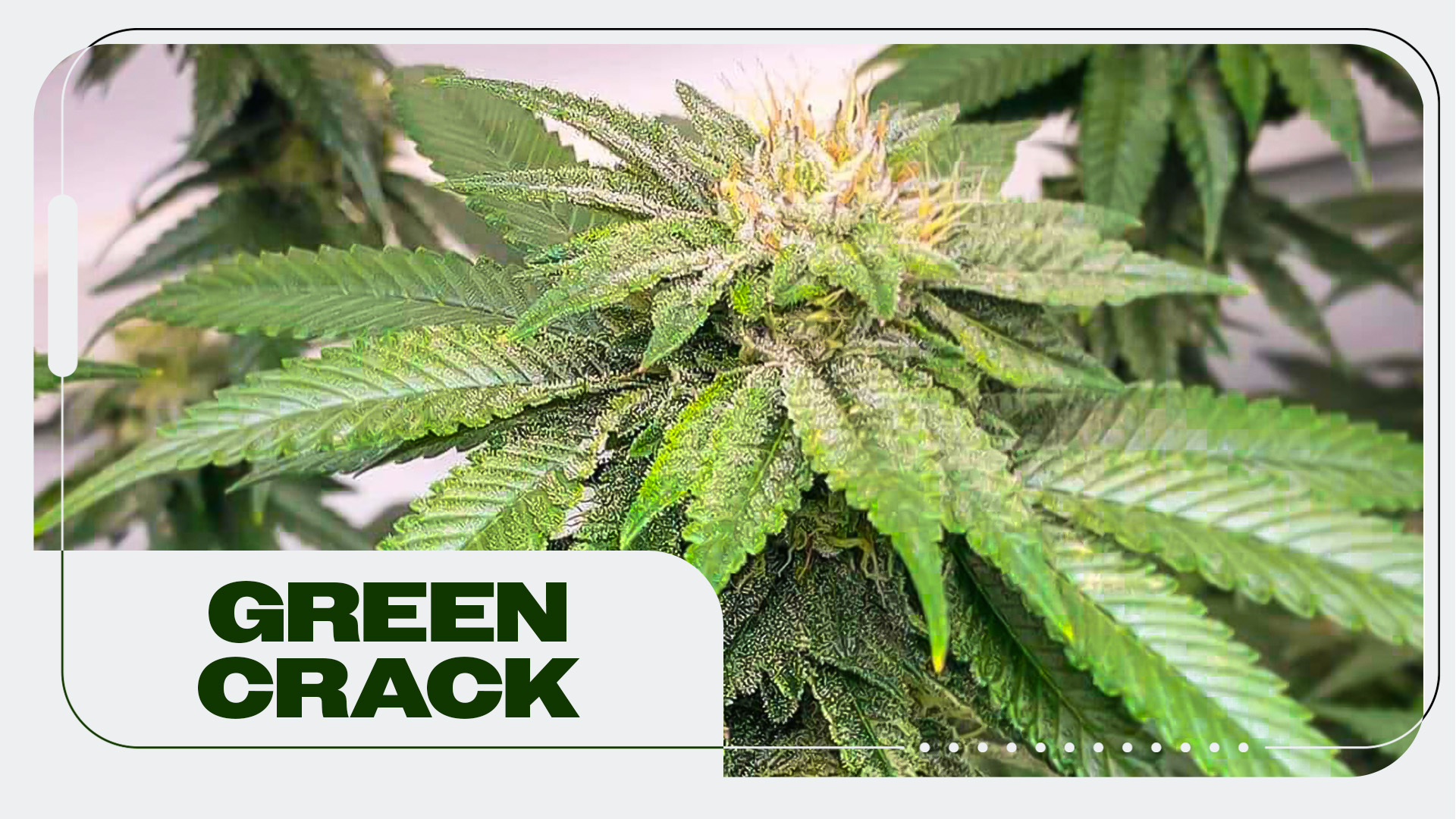 Green Crack Strain: Information and Effects