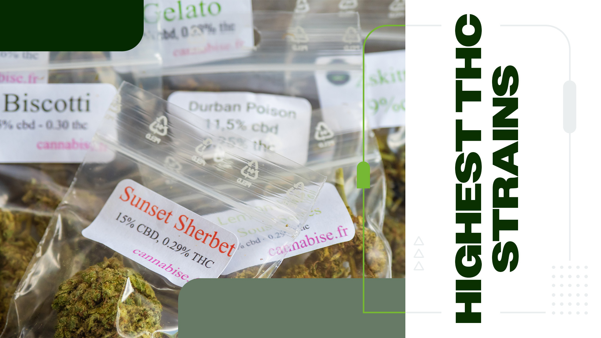 Discovering the World of High THC Cannabis Strains
