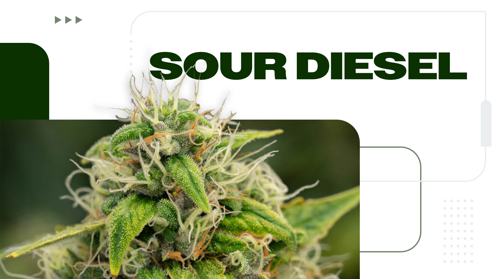 Sour Diesel Strain: Information and Effects