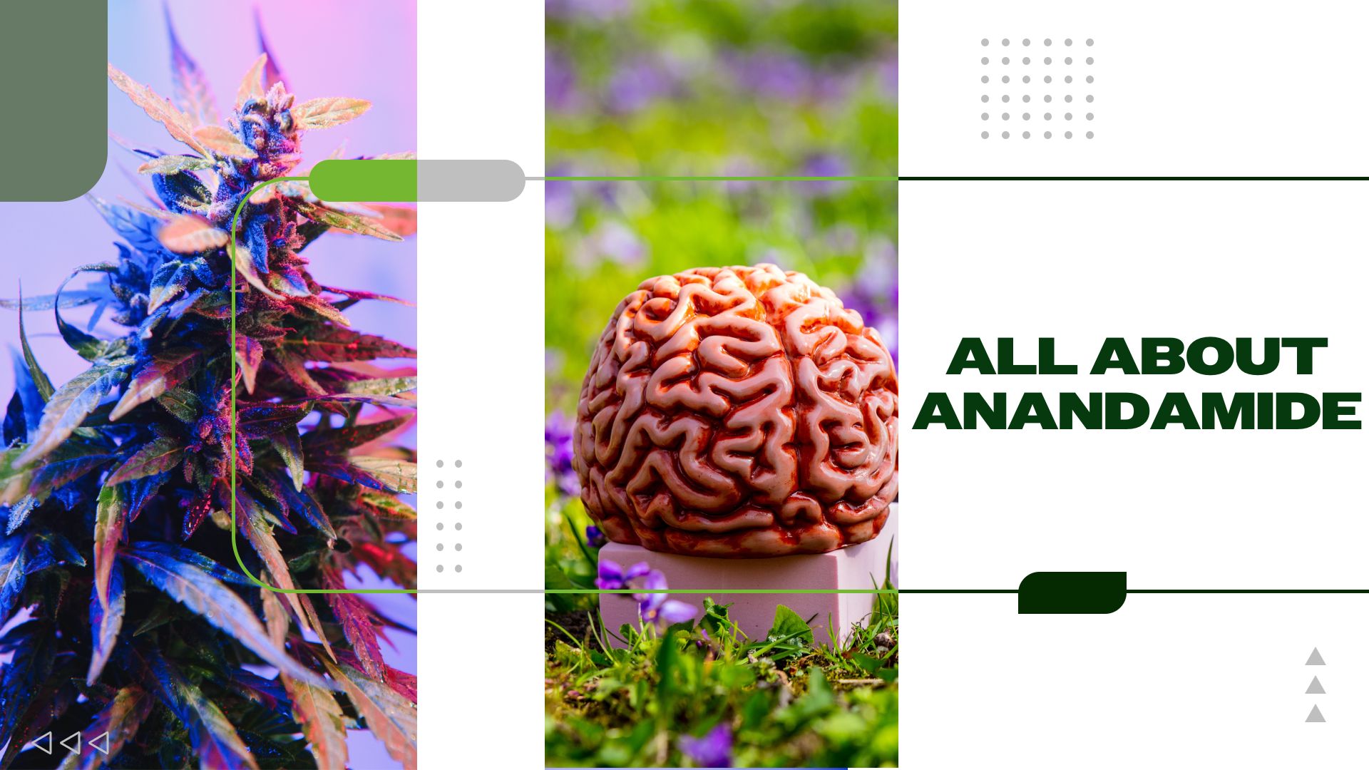 All About Anandamide: Taking Cannabinoid Treatment to New Heights