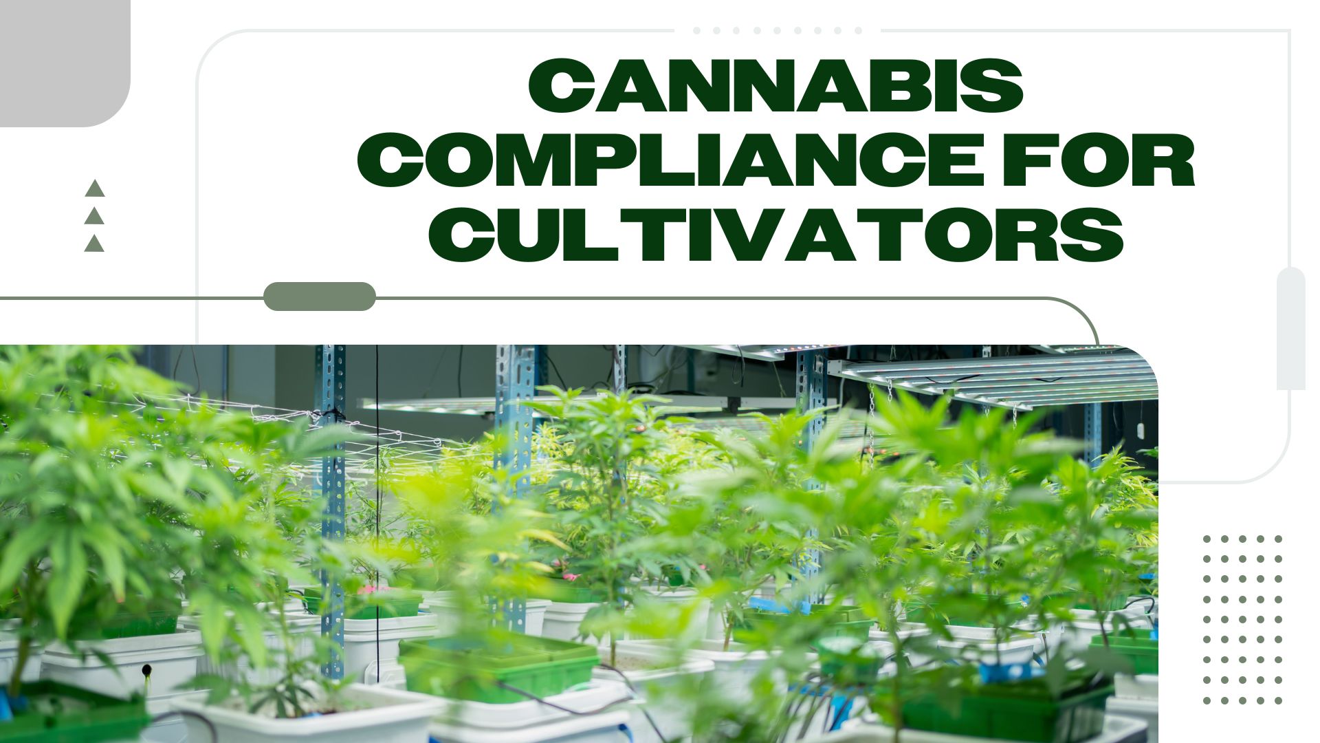 Top 3 Cannabis Compliance Tips for Cultivators