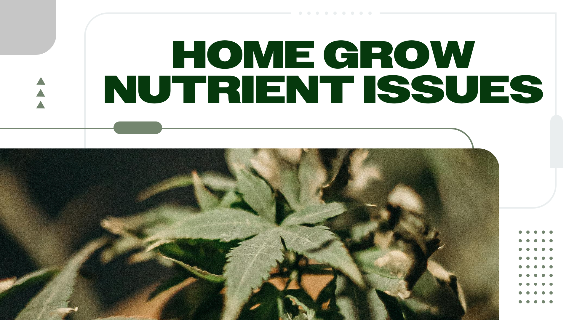 6 Common Nutrient Issues That Occur in Homegrown Cannabis Plants