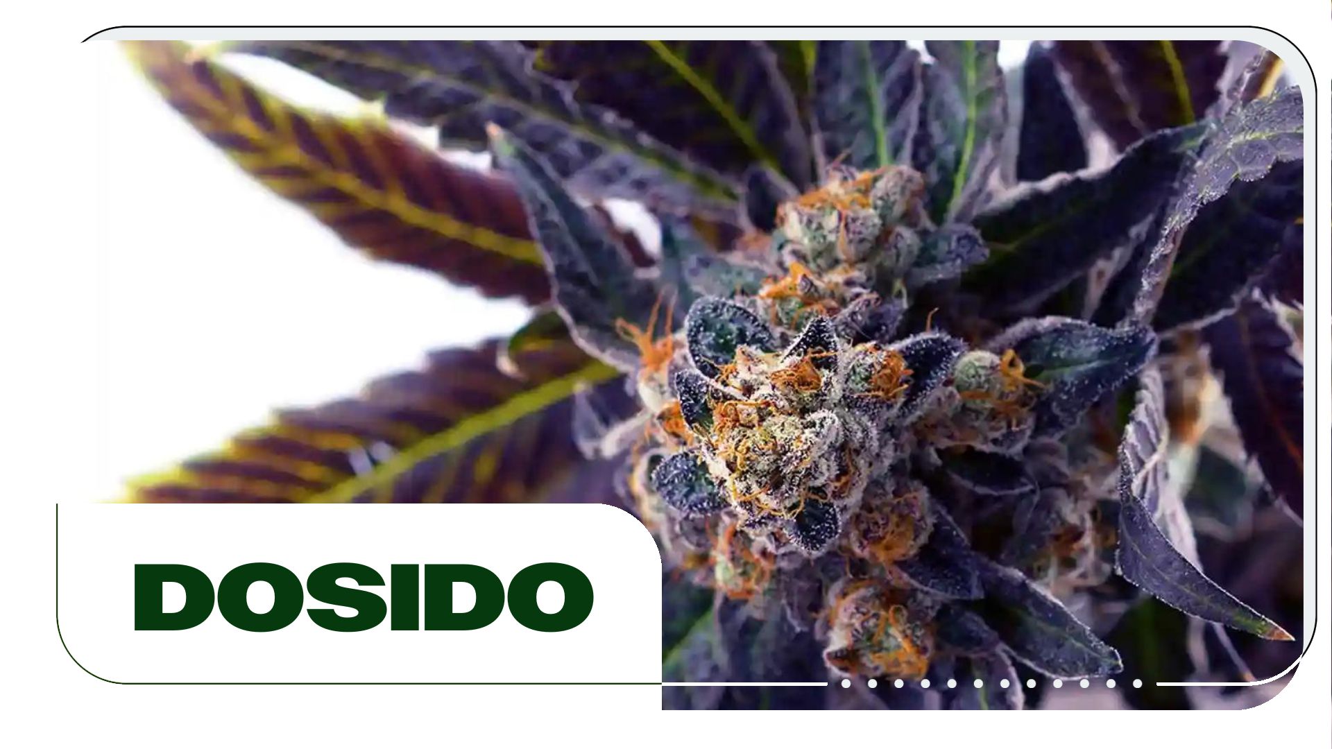 Dosido Strain: Information and Effects