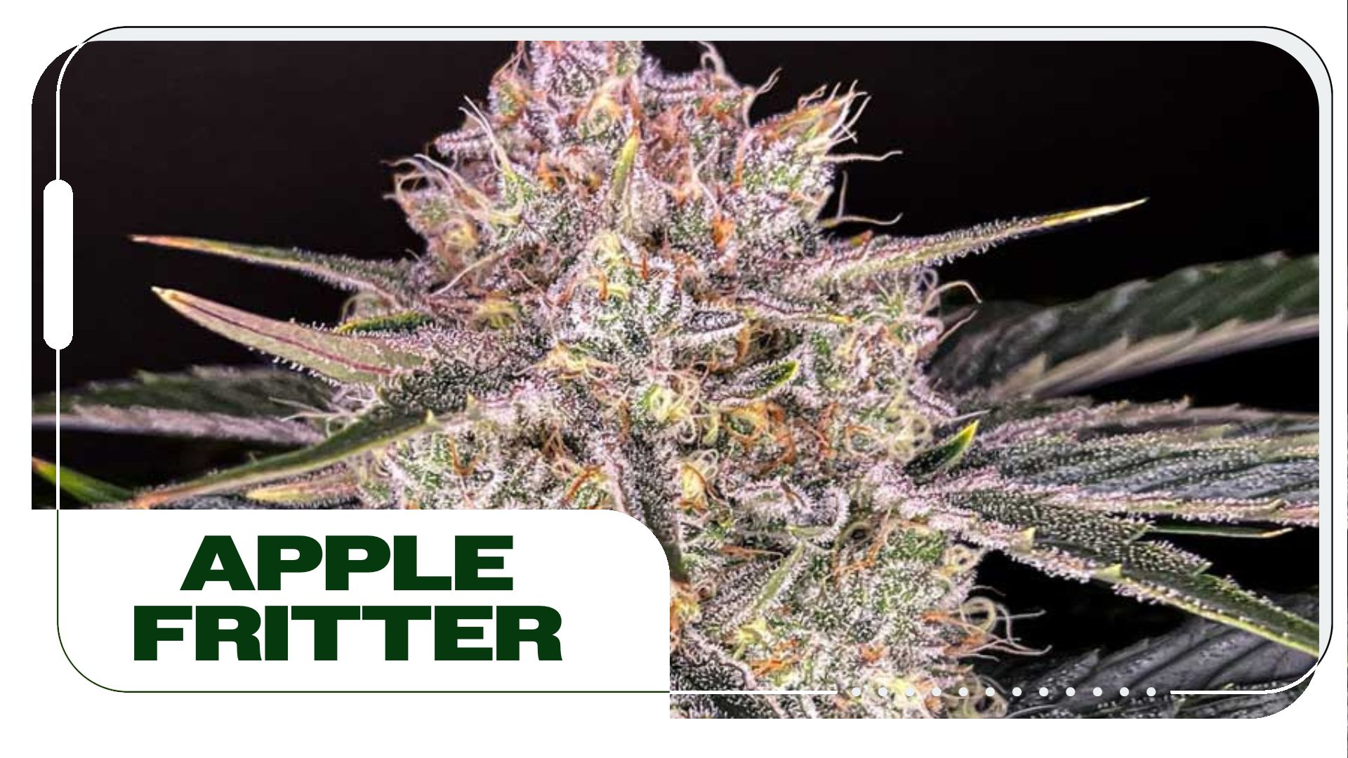 Apple Fritter Strain: Information and Effects