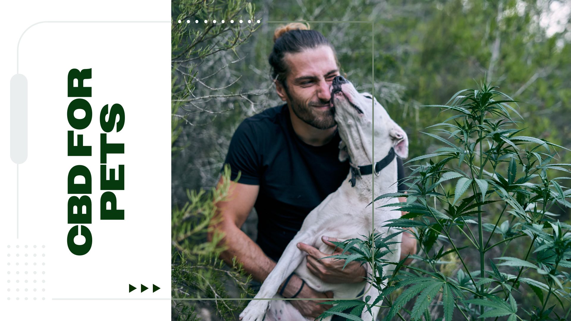 CBD for Pets: What You Need to Know Before Giving Your Dogs and Cats CBD