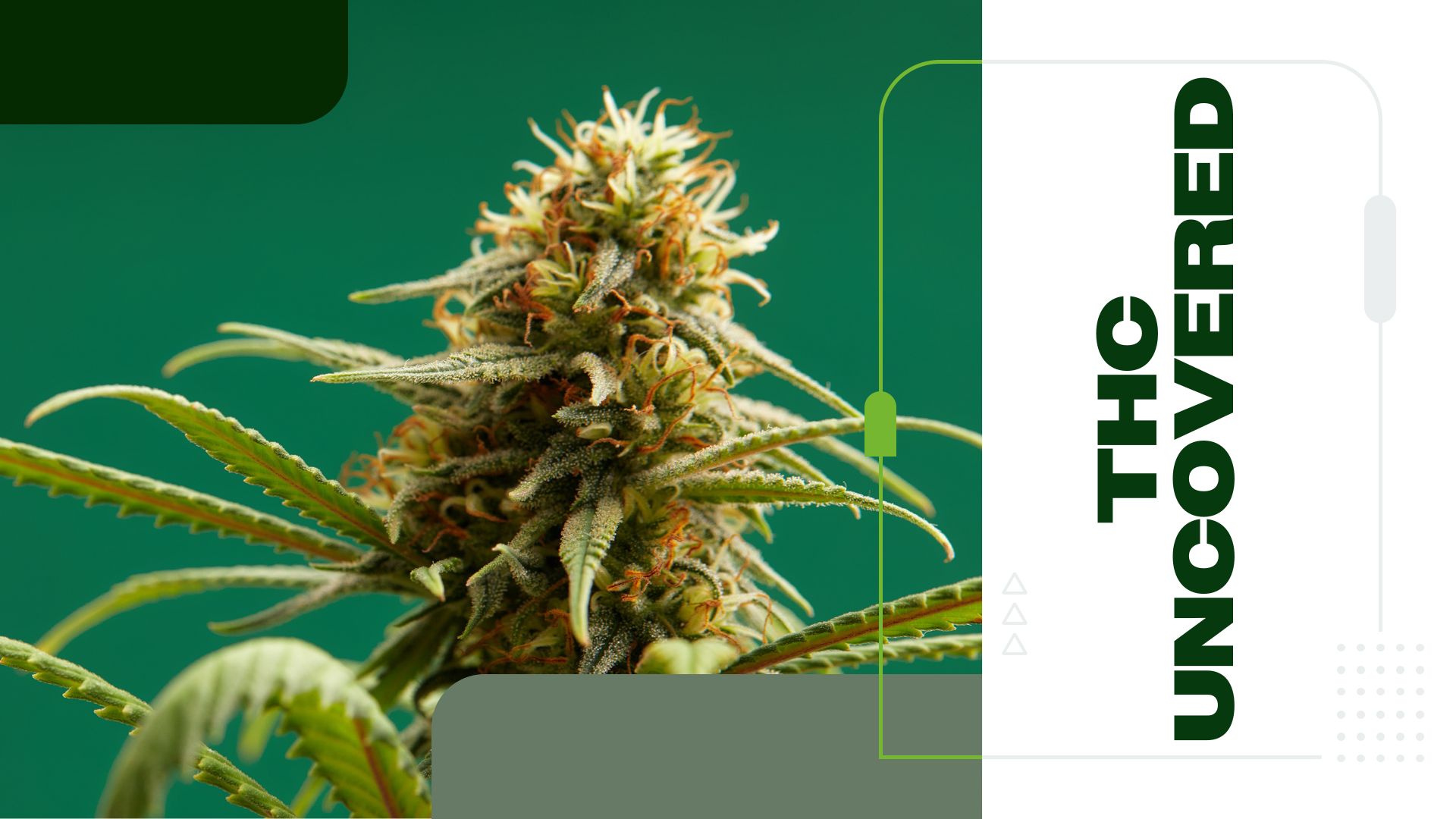 THC Uncovered: Exploring the Top Cannabinoid in the Cannabis Plant