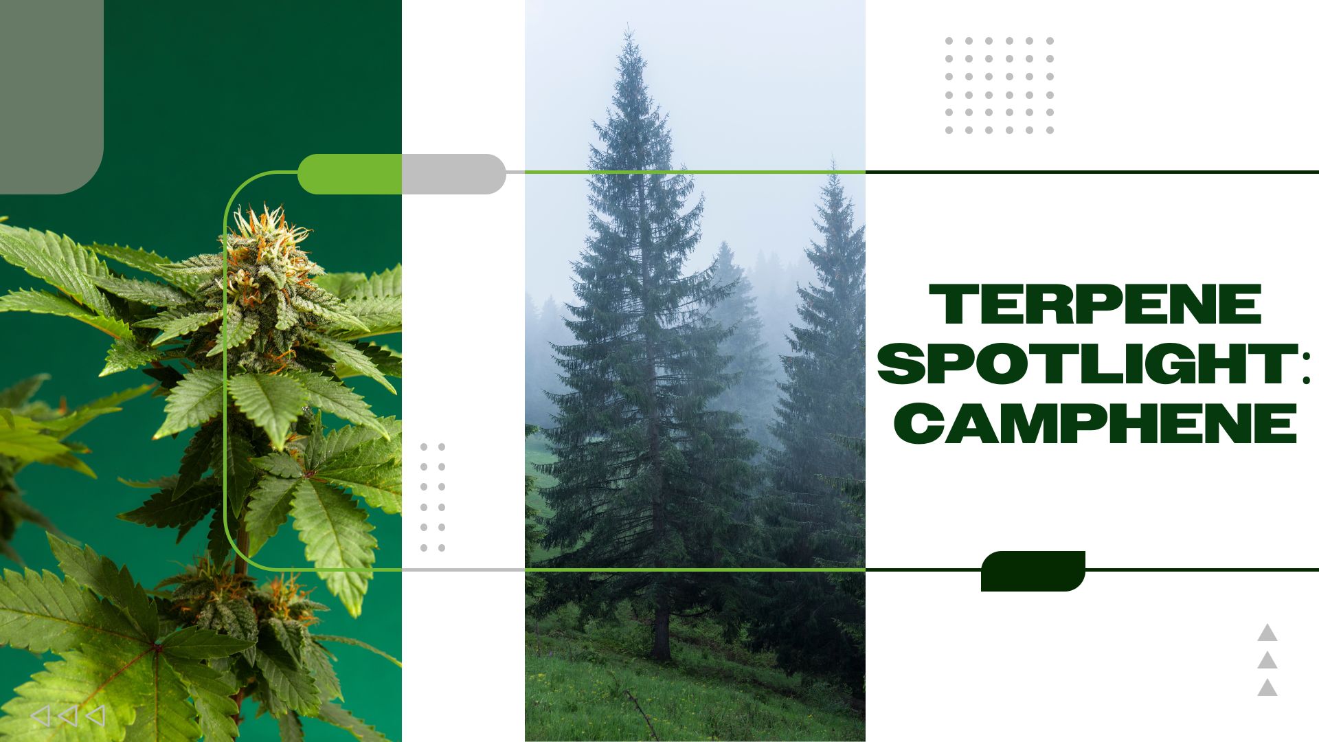 Terpene Spotlight: Camphene