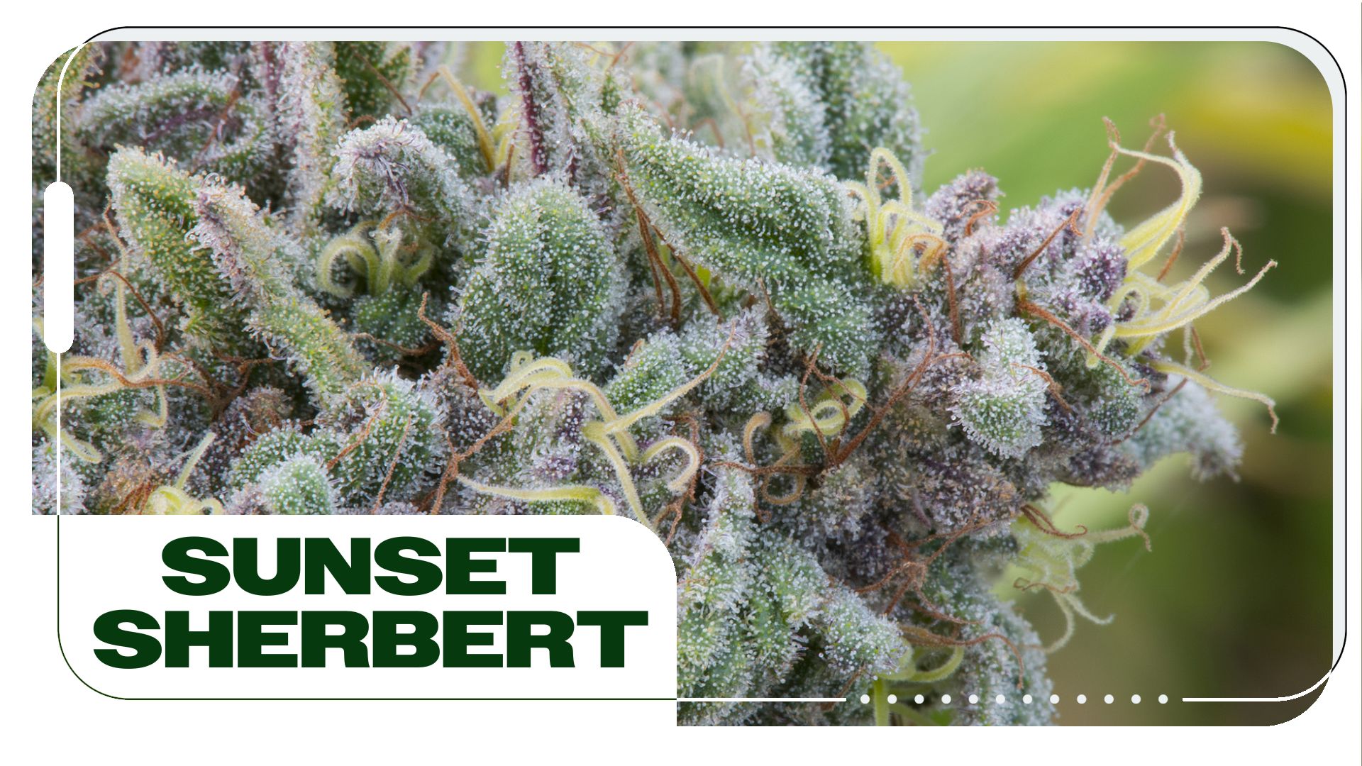 Sunset Sherbert Strain: Information & Effects