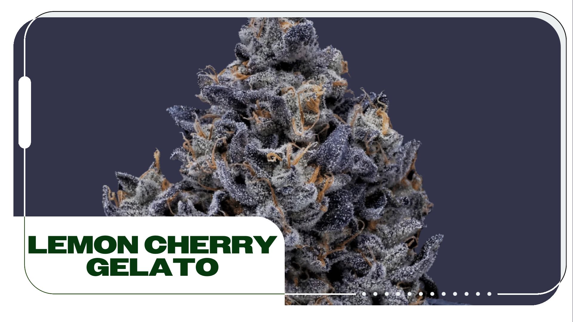 Lemon Cherry Gelato Strain: Information and Effects