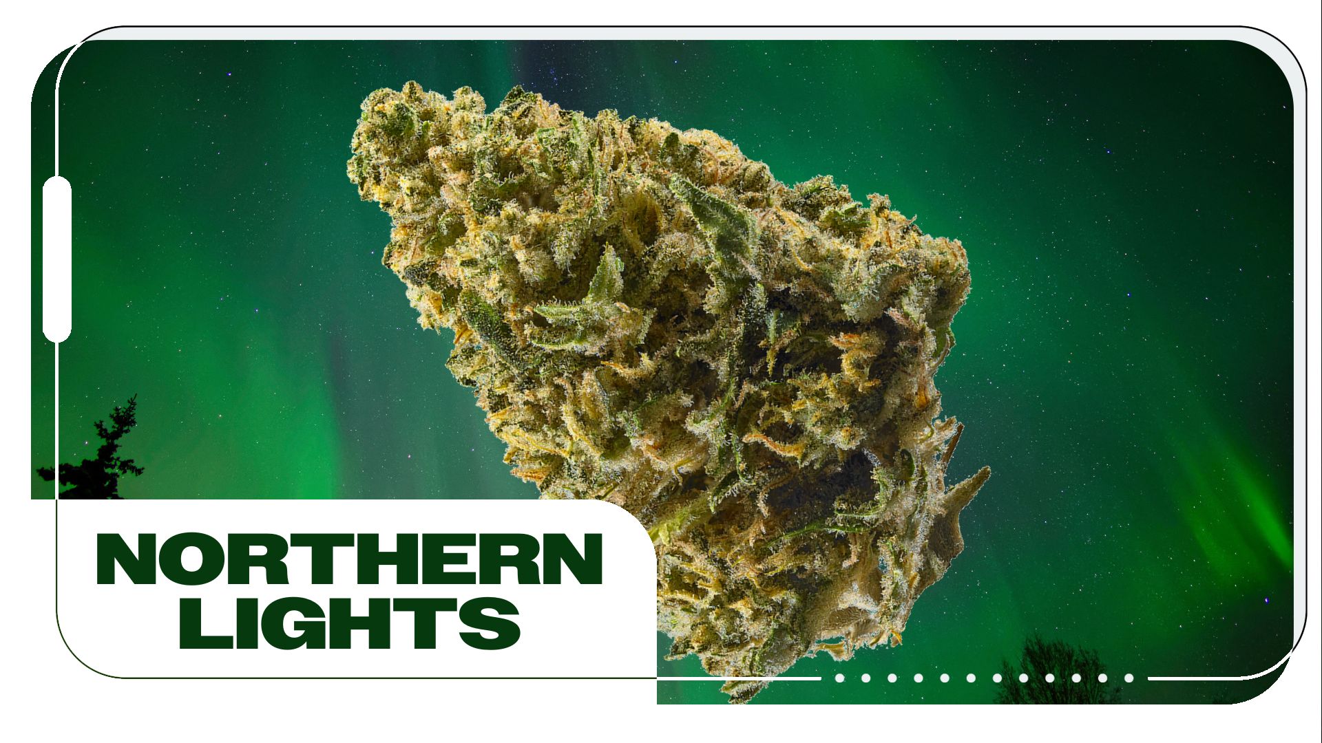 Northern Lights Strain: Information and Effects