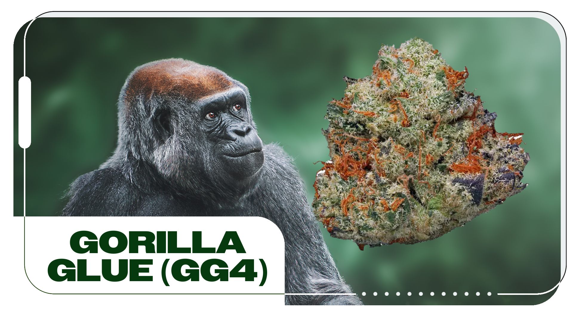 Gorilla Glue Strain Review: Information and Effects