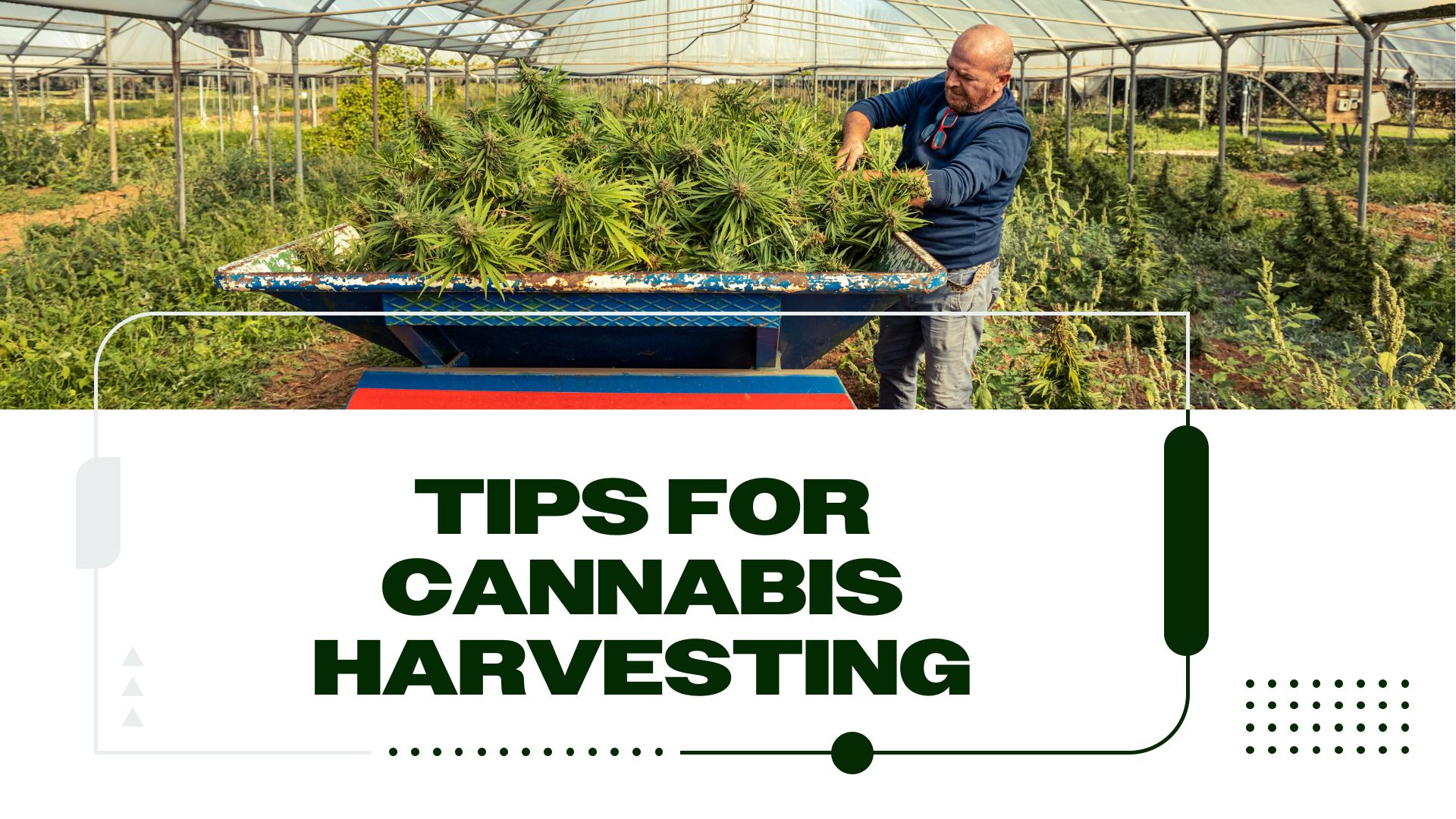 Top 5 Tips for Preparing For Cannabis Harvest