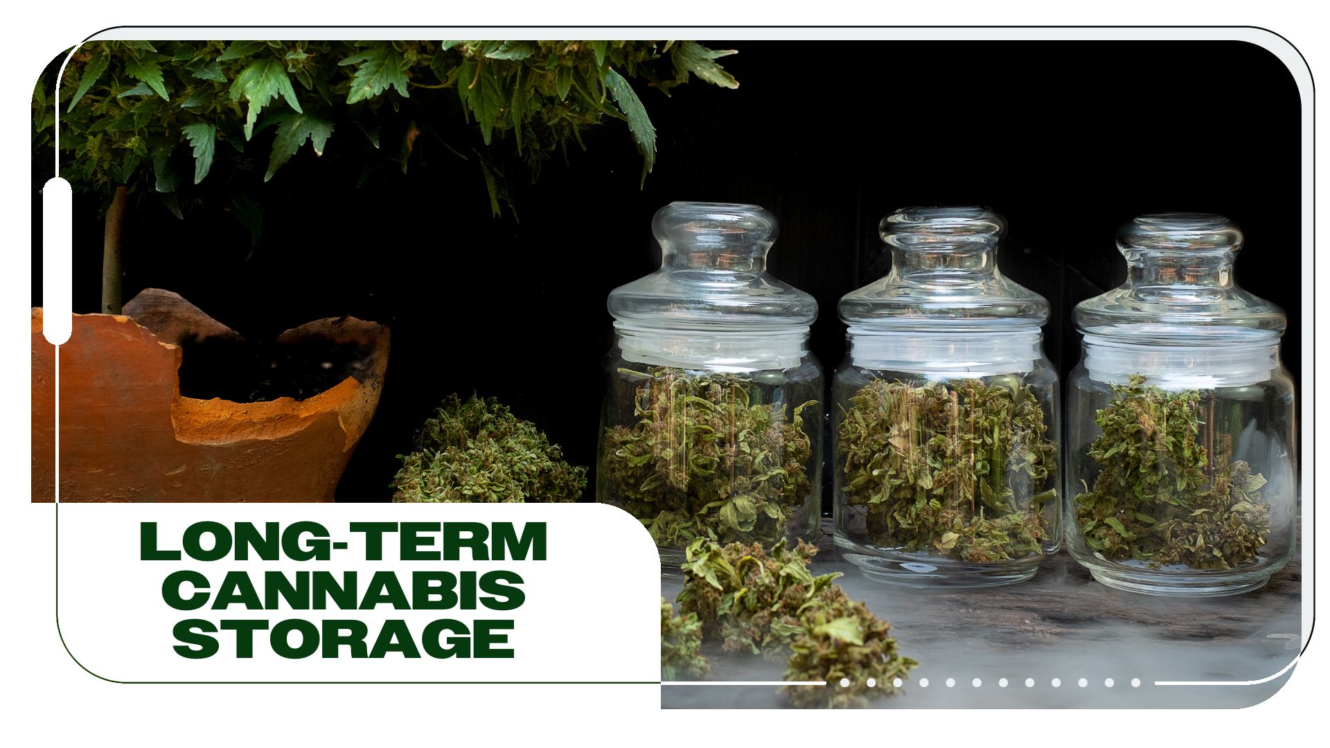 Long-Term Cannabis Flower Storage Tips For Harvest Season