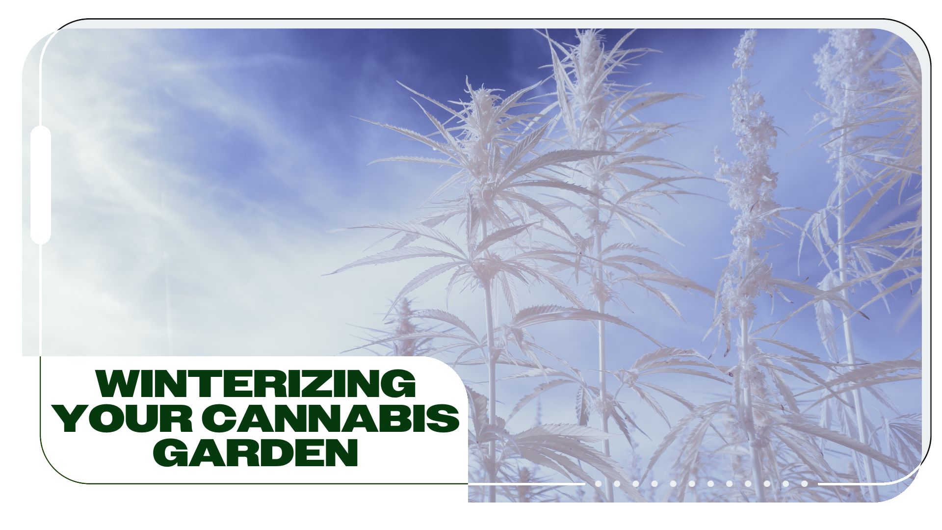 How To Winterize Your Outdoor Cannabis Garden