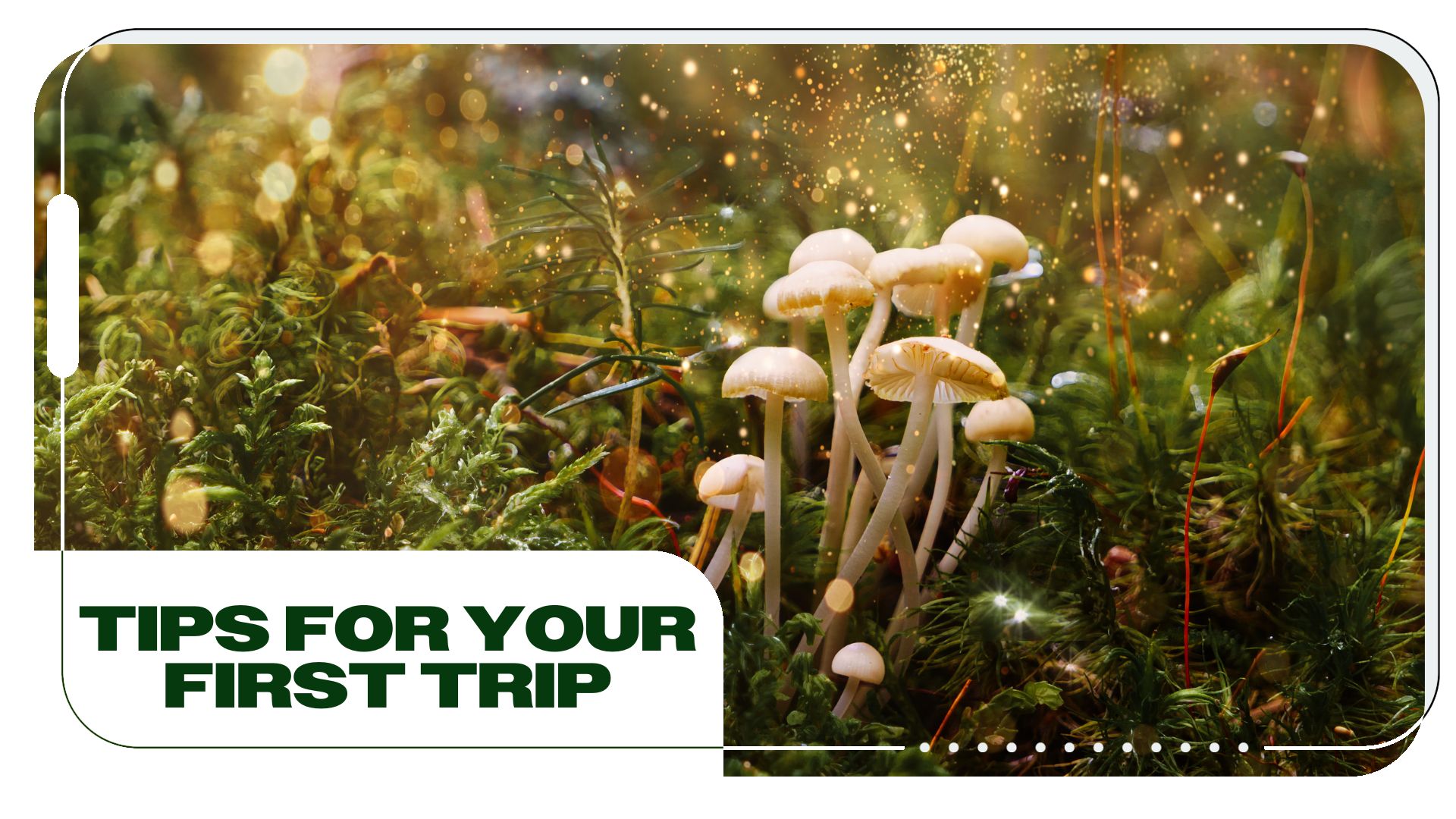 What To Know Before Trying Psilocybin (Tips For Your First Trip)