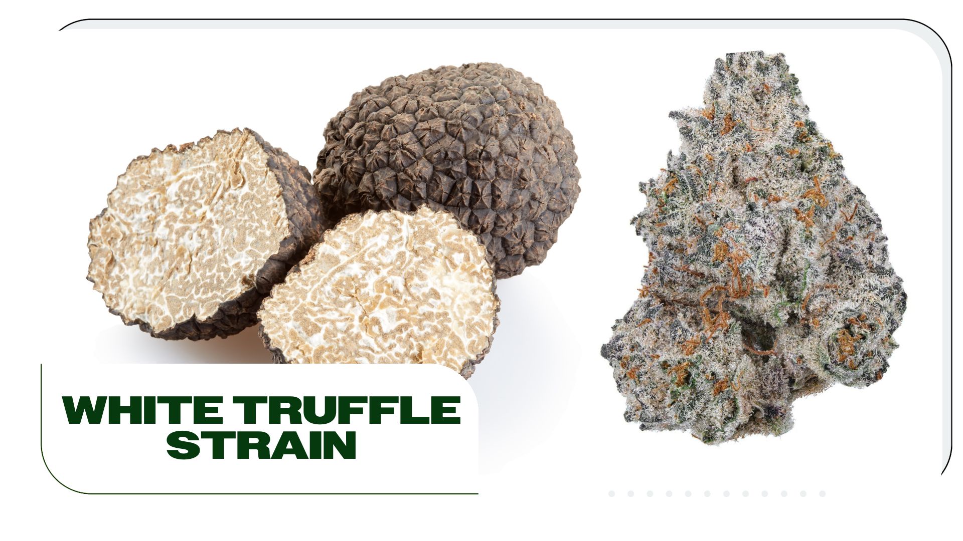 White Truffle Strain: Information and Effects