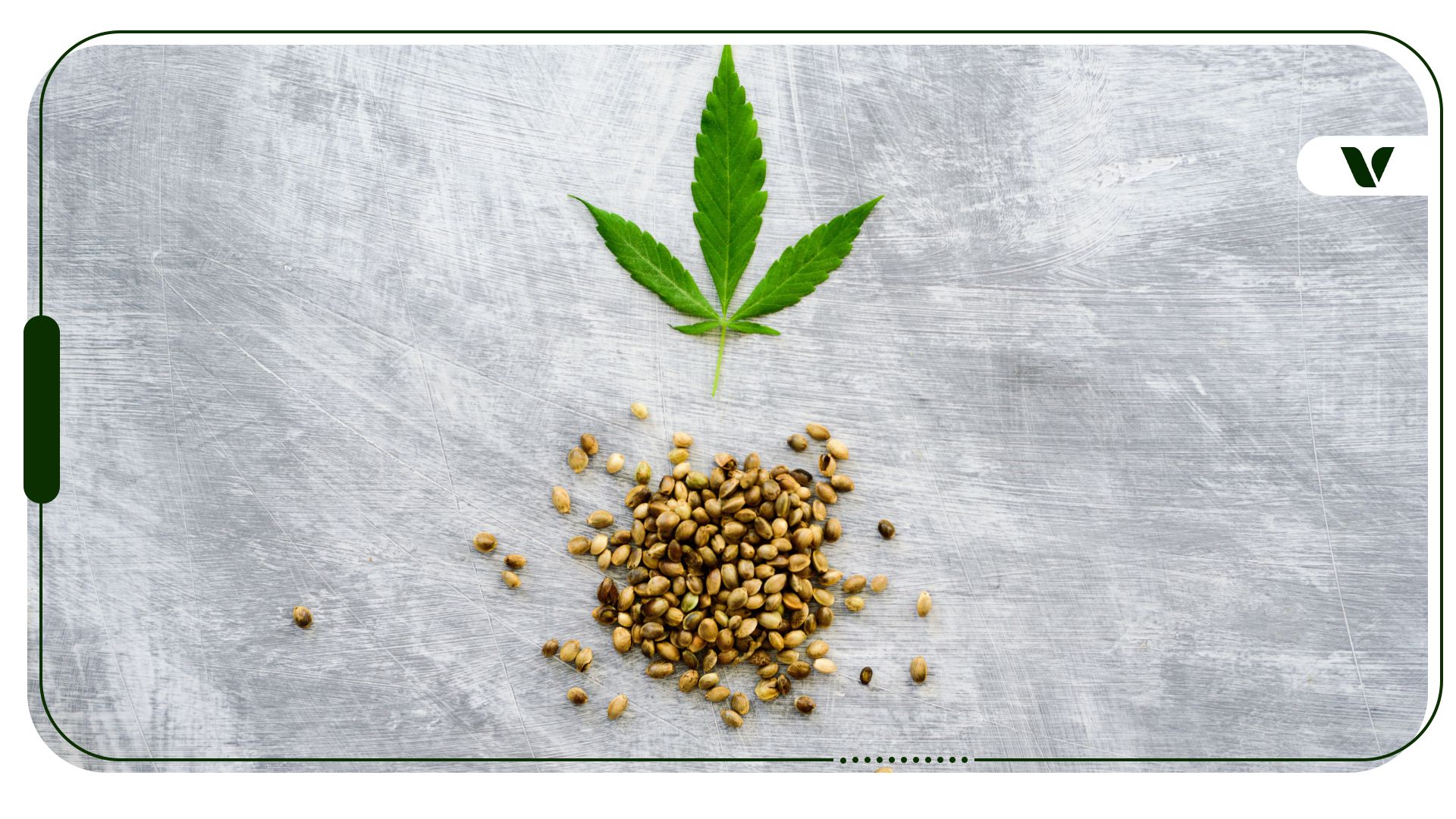 How To Identify A Female Seed? Marijuana Seeds Explained