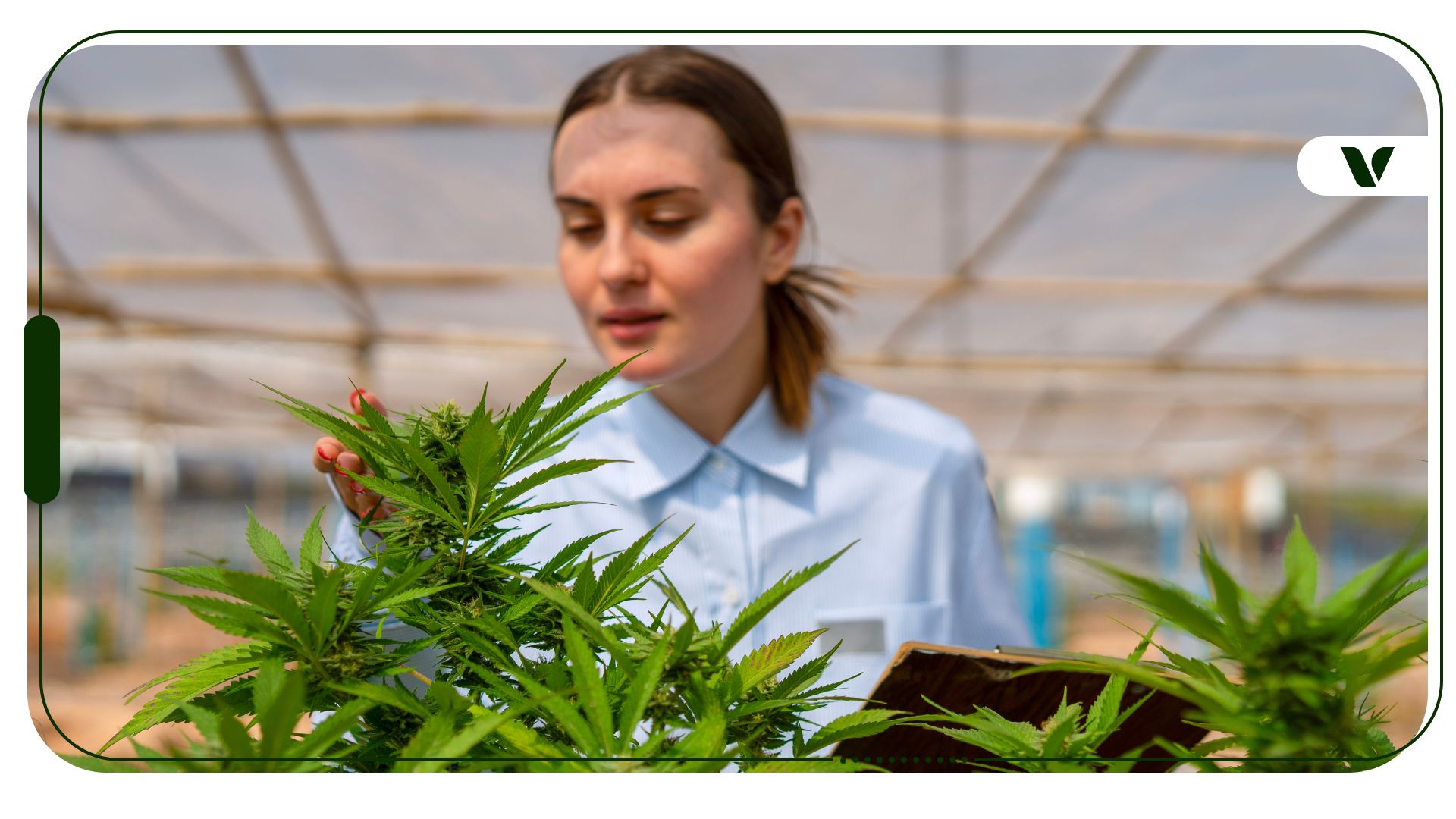 What’s Going On With Cannabis Labor Laws?