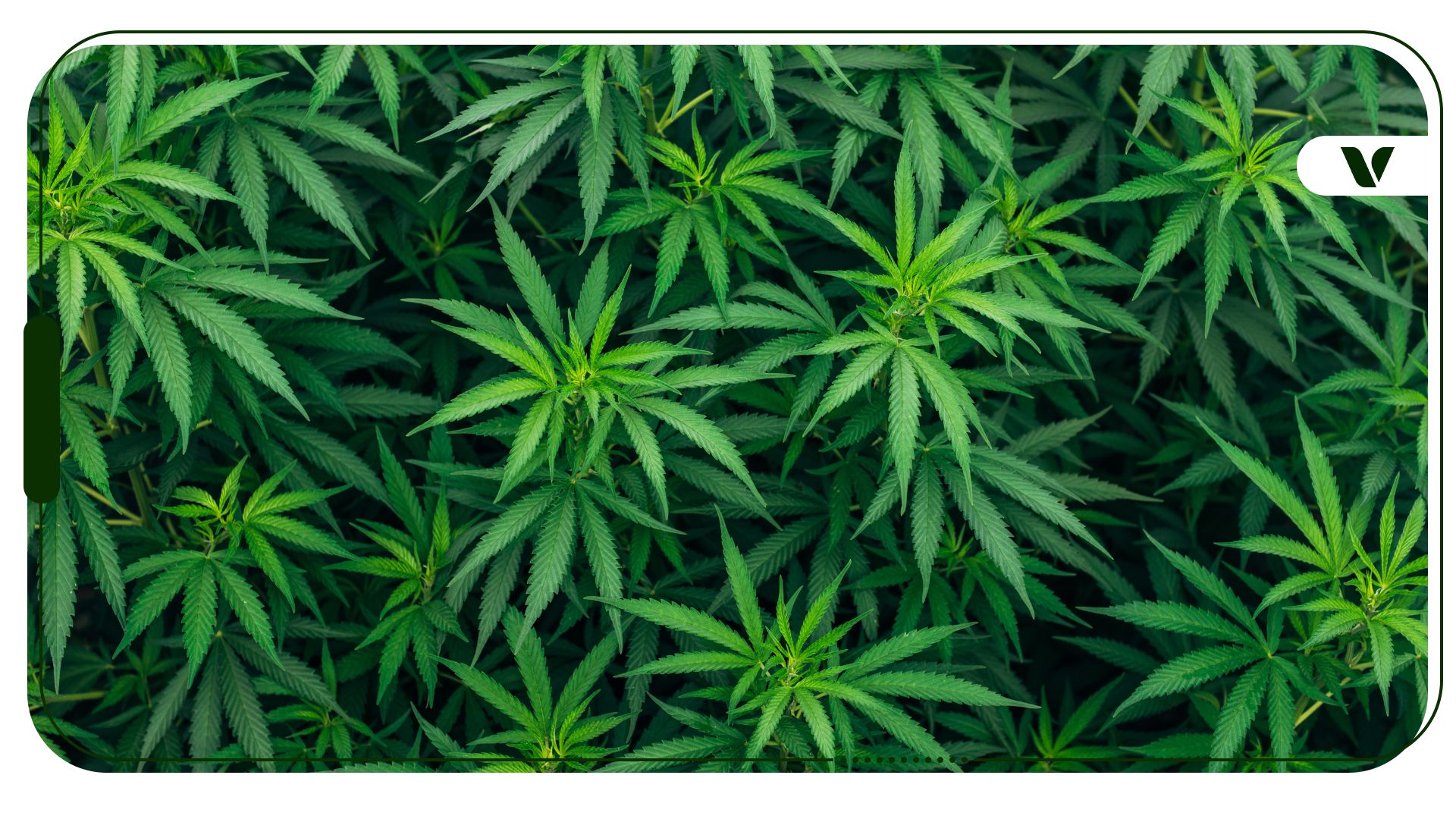 California’s Unique Connection to Cannabis Culture
