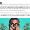 cannabis for stress